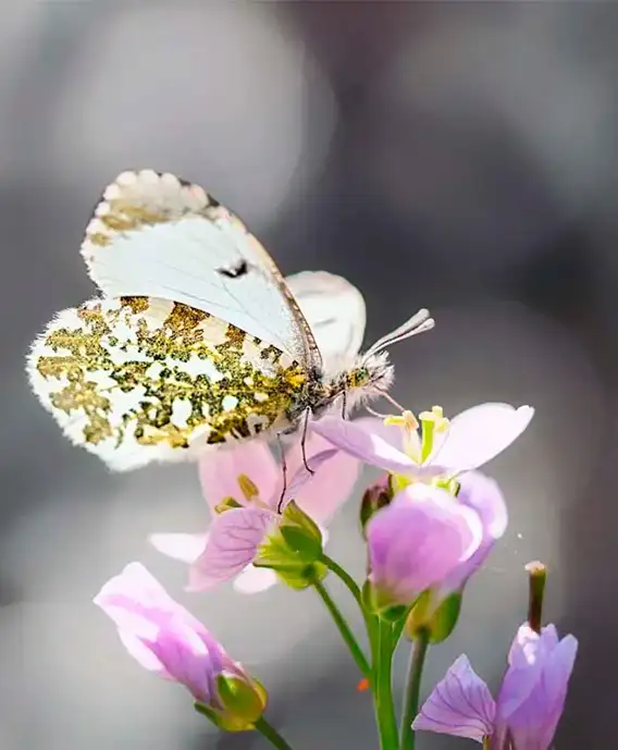 Détail extrême d'un insecte en macrophotographie pour photographes experts