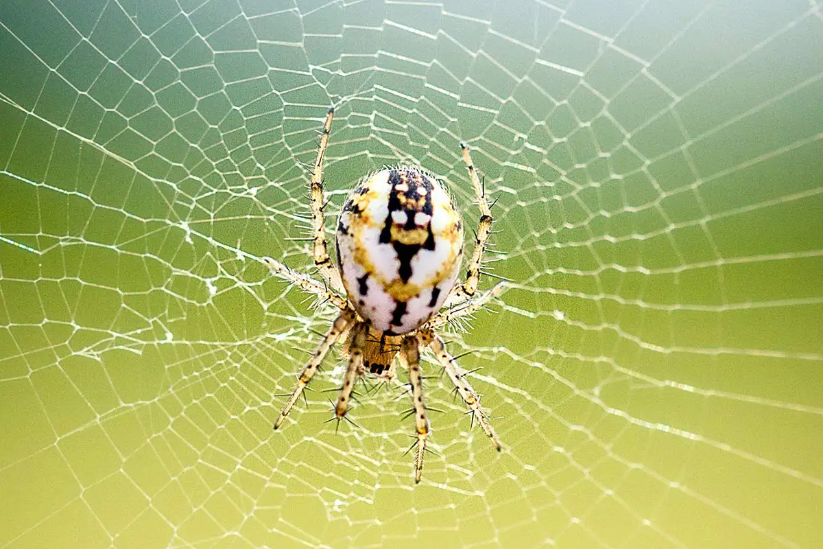 cours photo de macrophotographie à Saint-Sulpice-la-Pointe, près de Toulouse