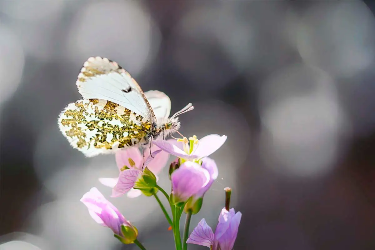 Comment bien débuter en macrophoto