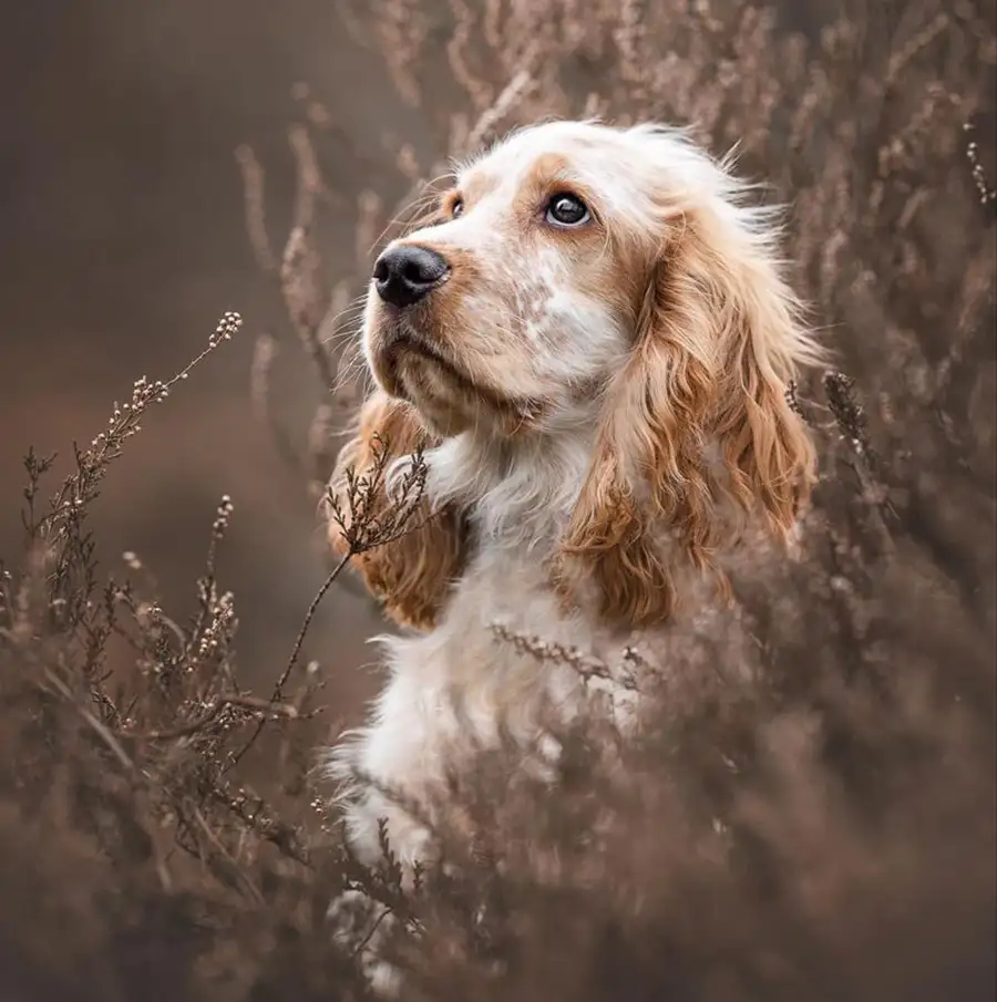 Un chien plein d’énergie s’amuse et court joyeusement au cœur de la forêt