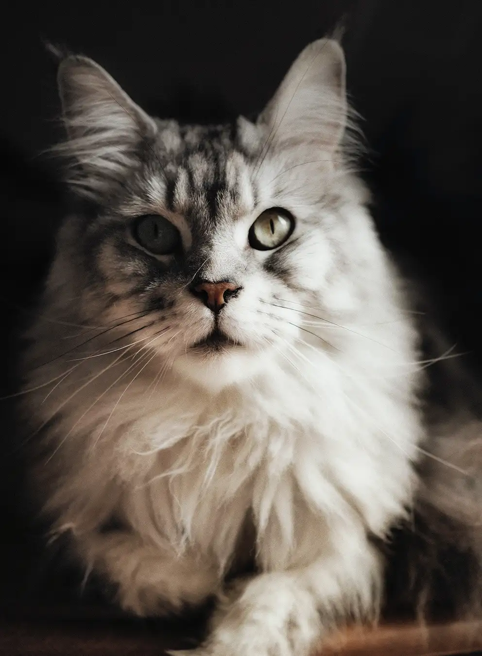 Chat photographié en studio avec une expression naturelle et authentique