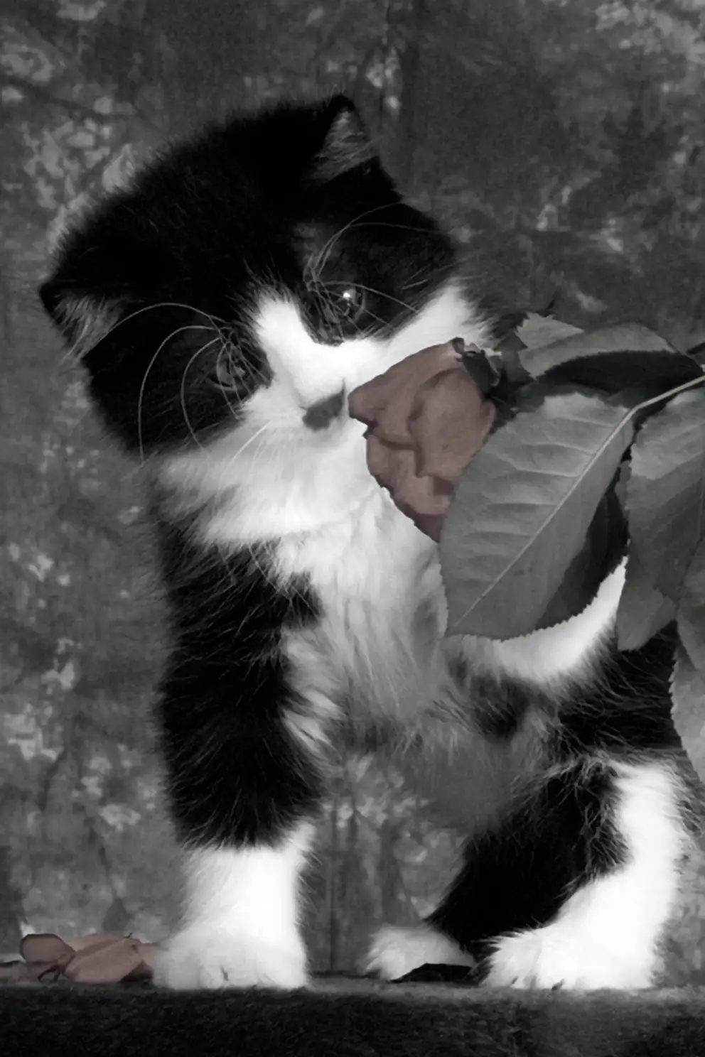 Portrait chaton photographié en studio, illustrant mon expérience en photographie animalière