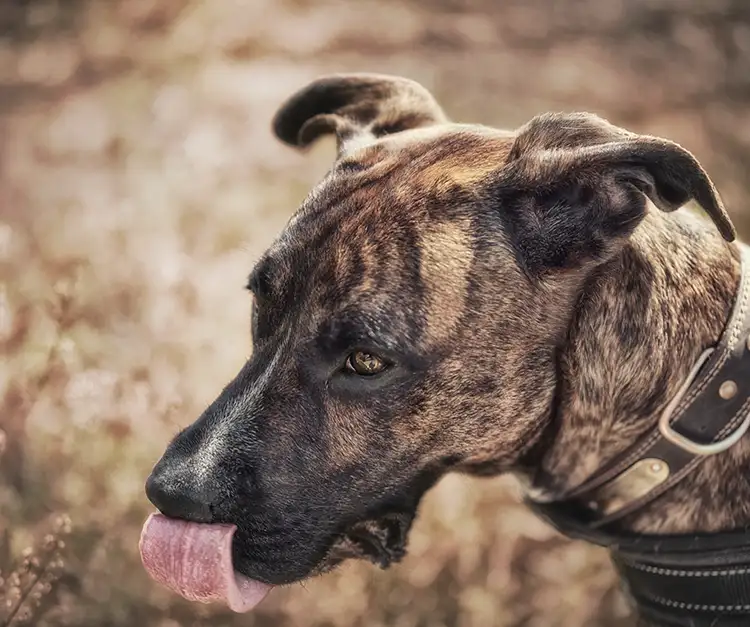 Portrait naturel de notre chien Twix, animal de compagnie dans le Tarn