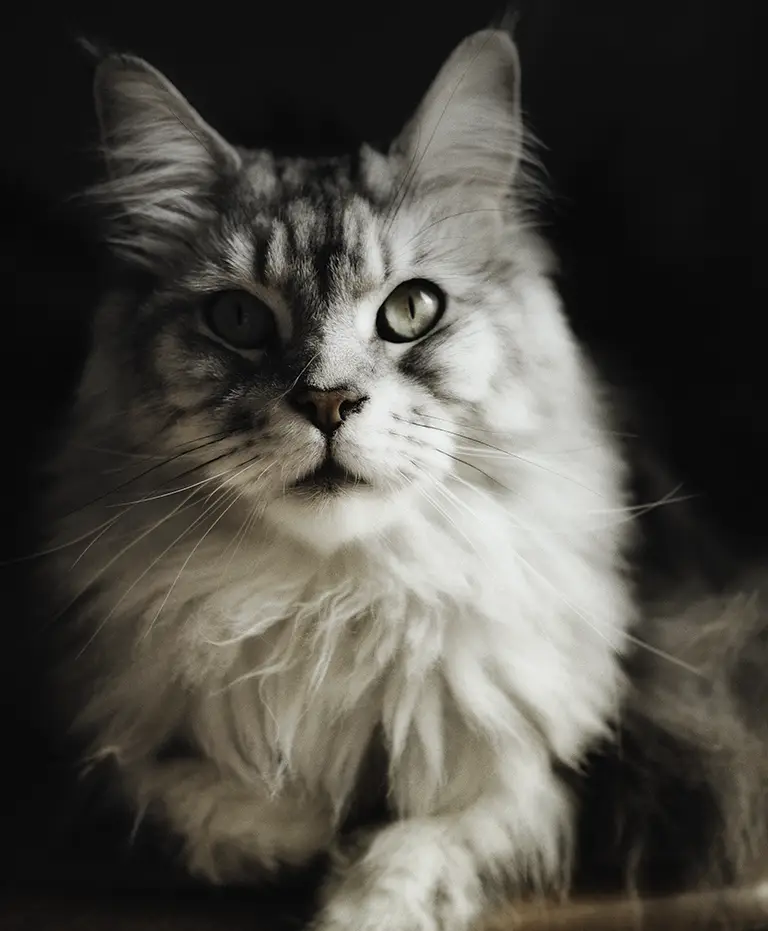 Photo animalière dans le Tarn de vos animaux de compagnies