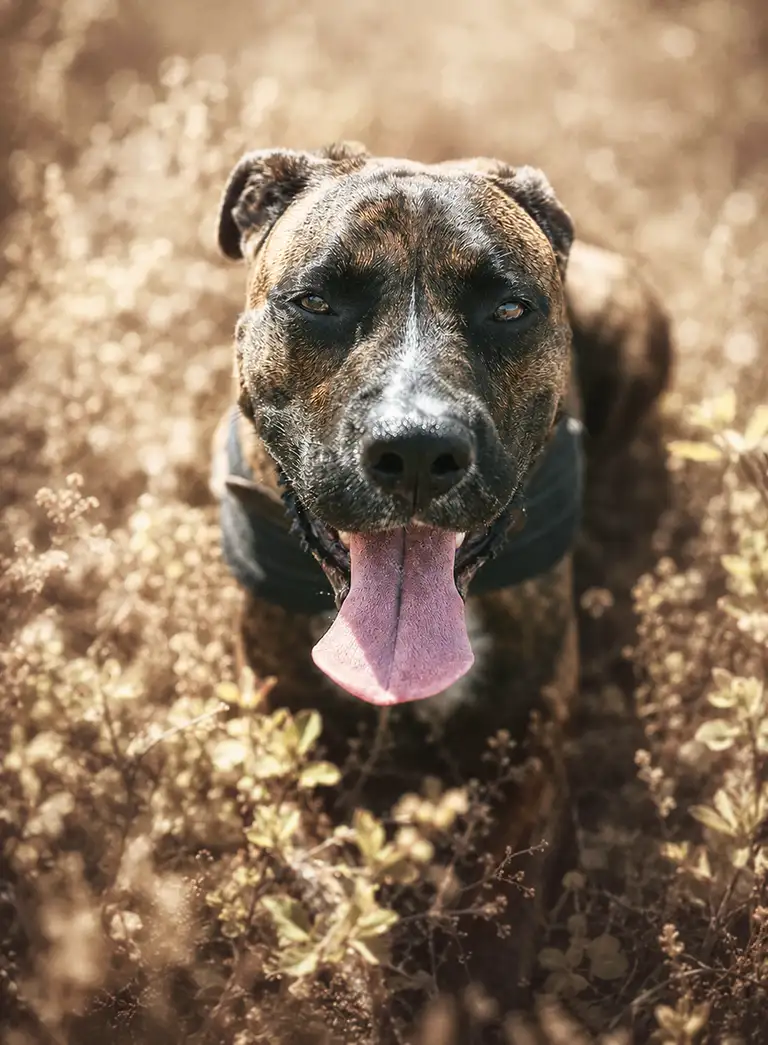 Portrait lifestyle de chien ou chat en lumière naturelle capturant ses émotions et sa personnalité