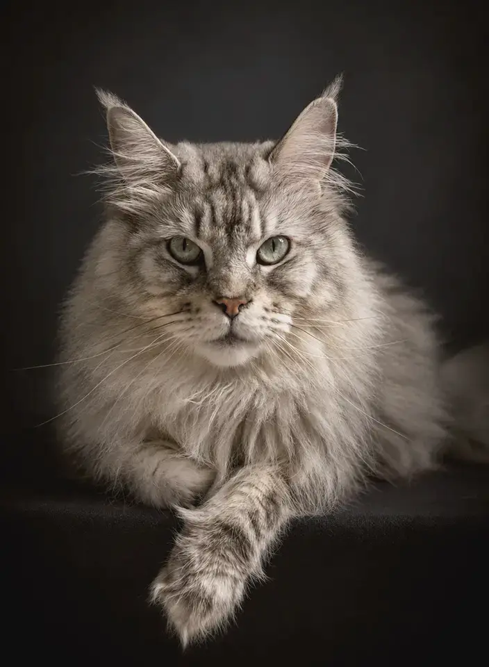 Portrait de chat en studio photo animalier