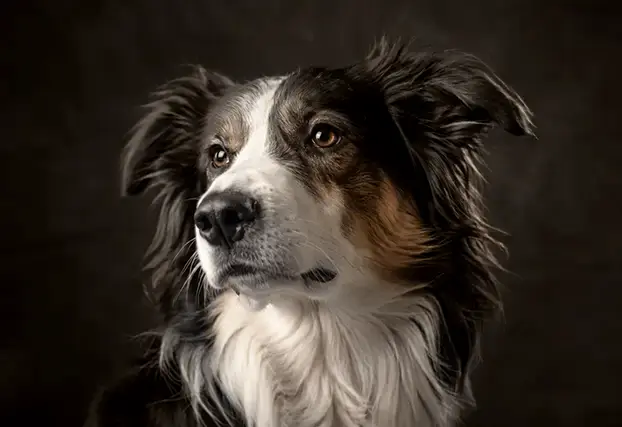 Photo de studio pour des portraits de chiens