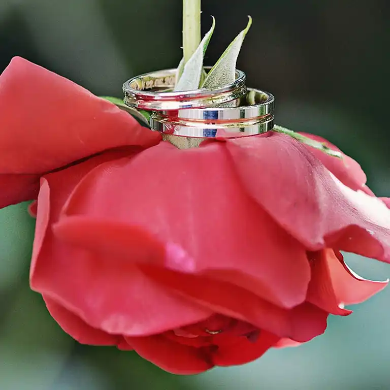 Alliances de mariage posées sur une rose, capturées par une photographe en Haute-Garonne